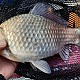 http://vivafishing.net/data/editor/2002/thumb-7a6f1515d0e4e45398ff5967a3397272_1582073960_459_80x80.jpg